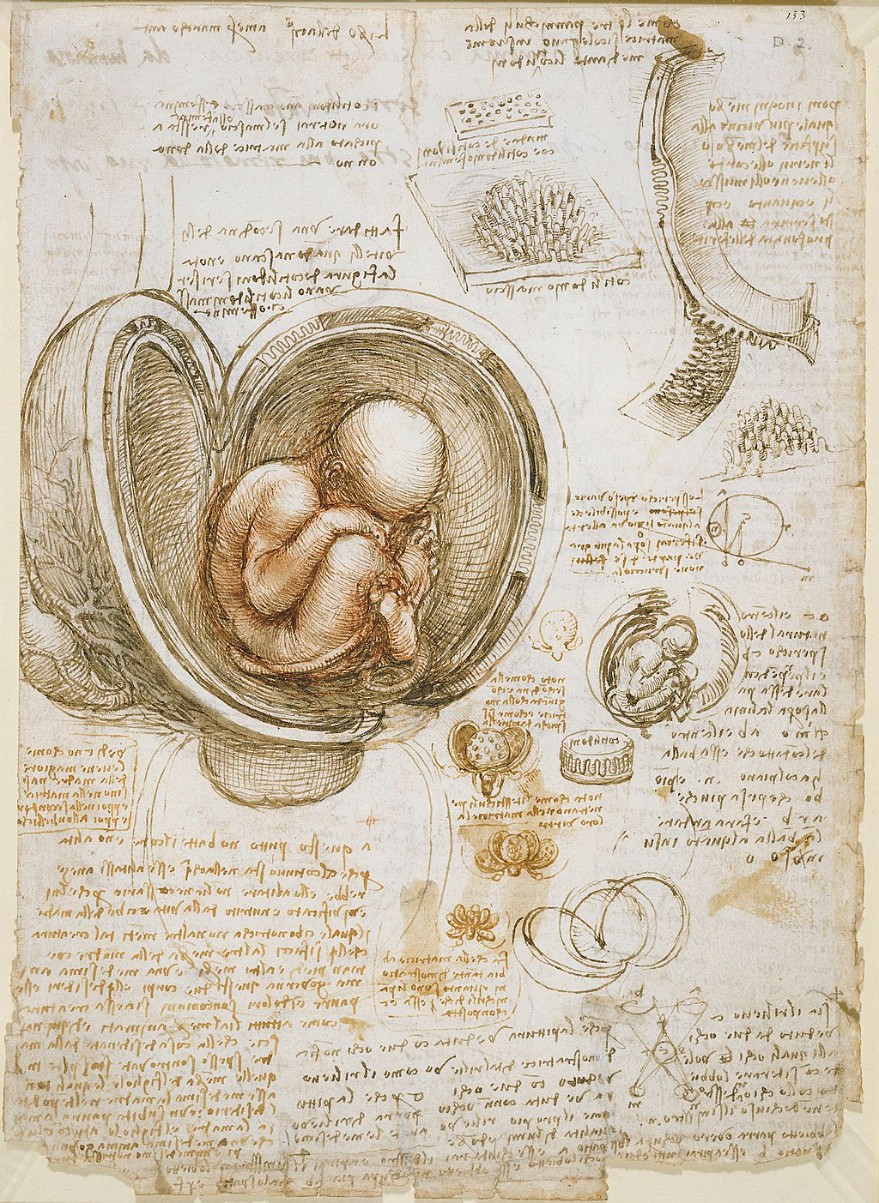 Studies of the Fetus in the Womb
