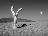 Dimitris Yeros black and white photograph of sandy landscape with a tree and the moon