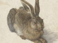 Albrecht Dürer, Hare, 1502. Albertina Museum Wien.