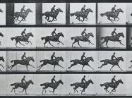 Eadweard Muybridge, detail of ‘Bouquet’, Galloping, 1887. Collotype on paper. Rijksmuseum, Amsterdam, Netherlands.