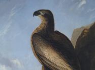 John James Audubon, detail of Washington Eagle. Smithsonian American Art Museum. Courtesy of Smithsonian American Art Museum. Gift of Dr. S. Dillon Ripley II and Mary Livingston Ripley.