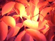 Infrared shot of leaves. Gives orange, dark, spooky effect 