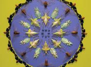 Jennifer Angus insect wallpaper installed at Museum of Fine Arts, St. Petersburg.