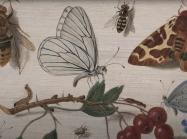 Insects detail Van kessel 