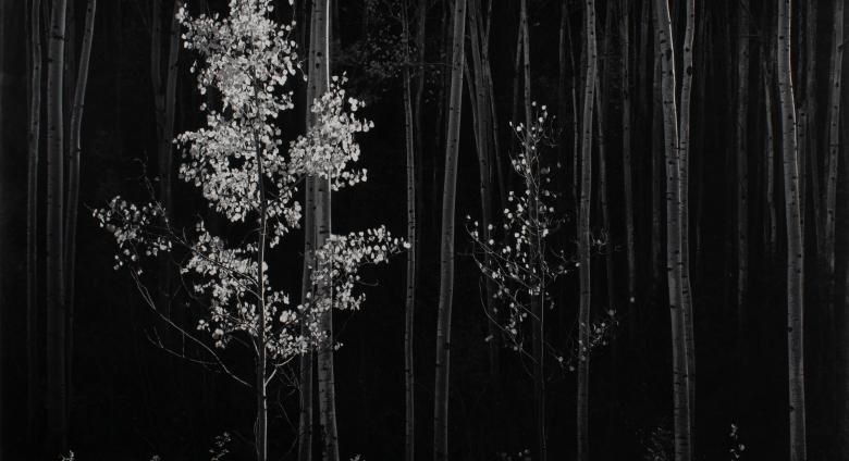 ANSEL ADAMS (AMERICAN, 1902-1984), 'Aspens, Northern New Mexico' (Horizontal), 1958, Gelatin silver mural print, 40 x 52 in. (101.6 x 132.1 cm.) Estimate: $150,000-$350,000 USD