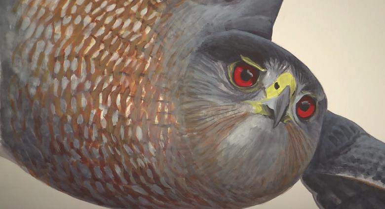 detail of bird in flight, close up on face and beak