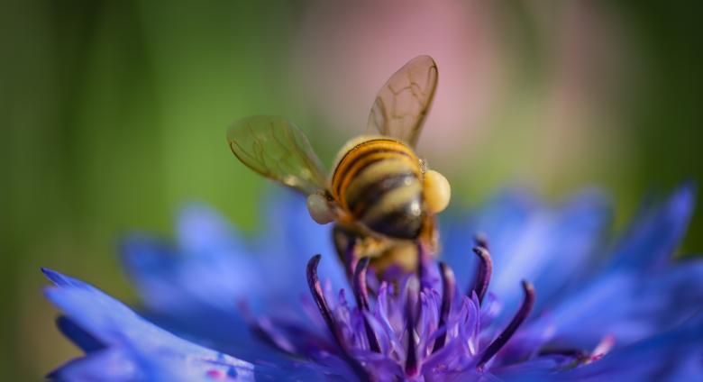 Diane Allison, Blue flower with bee.