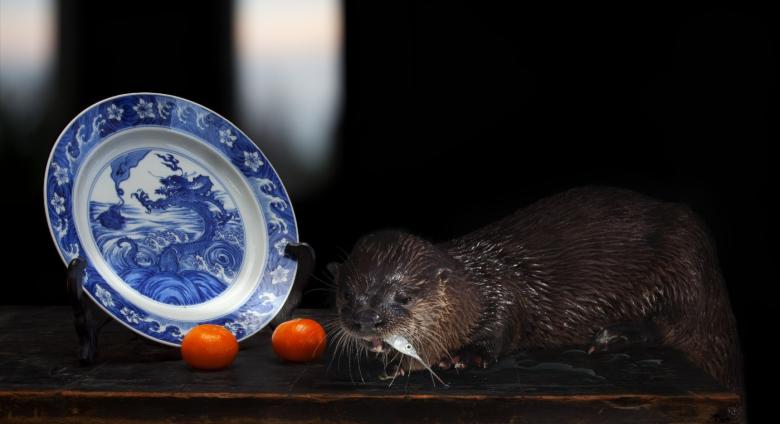 Olivia Parker, Sea Creatures, 2014. Inkjet print.