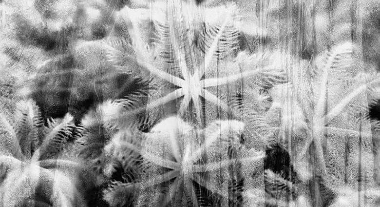 black and white abstract image of flower forms
