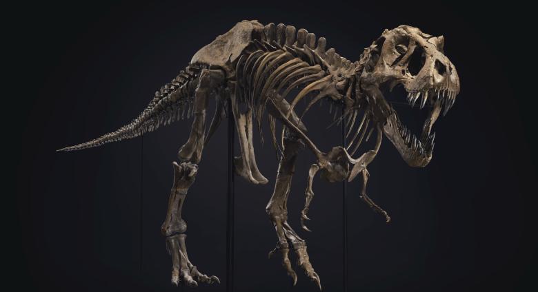 skeleton of a T rex