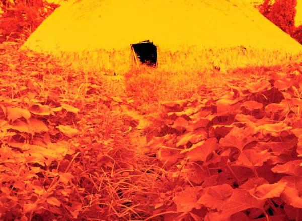 Collective house surrounded by sweet- potato leaves, Catrimani region