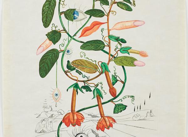 Dalí, Pisum sensuale (Cobea) from the FlorDalí series. 1968. Photolithograph and engraving.