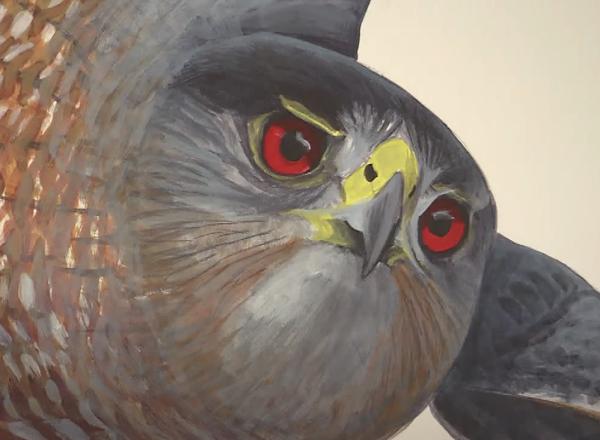 detail of bird in flight, close up on face and beak