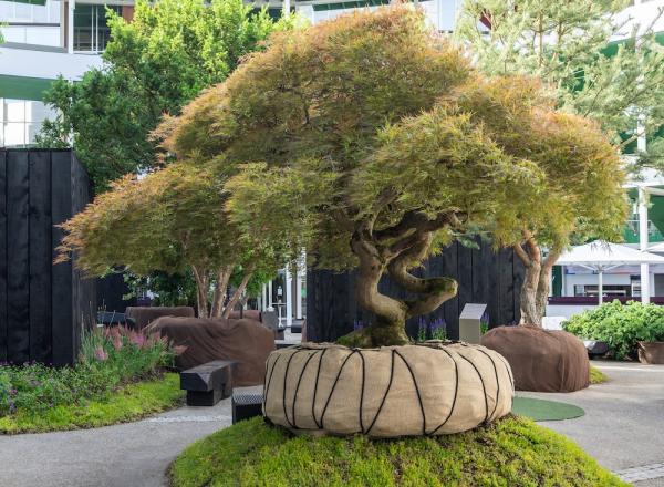 Nature Installation, The Living Fragment: Enea Tree Museum at at the Rundhof of Art Basel 2026. 