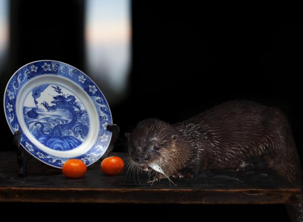 Olivia Parker, Sea Creatures, 2014. Inkjet print.