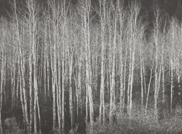 detail of photo of trees