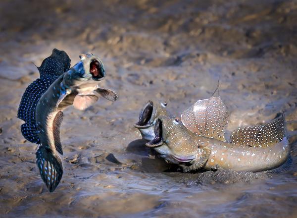 See who jumps high Highly Commended Winner Chu han lin, Mudskipper, Taiwan.