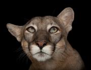 A federally endangered Florida panther, Puma concolor coryi, at Tampa's Lowry Park Zoo.