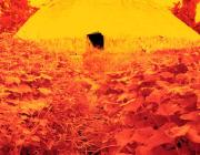 Collective house surrounded by sweet- potato leaves, Catrimani region