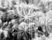 black and white abstract image of flower forms