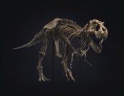 skeleton of a T rex