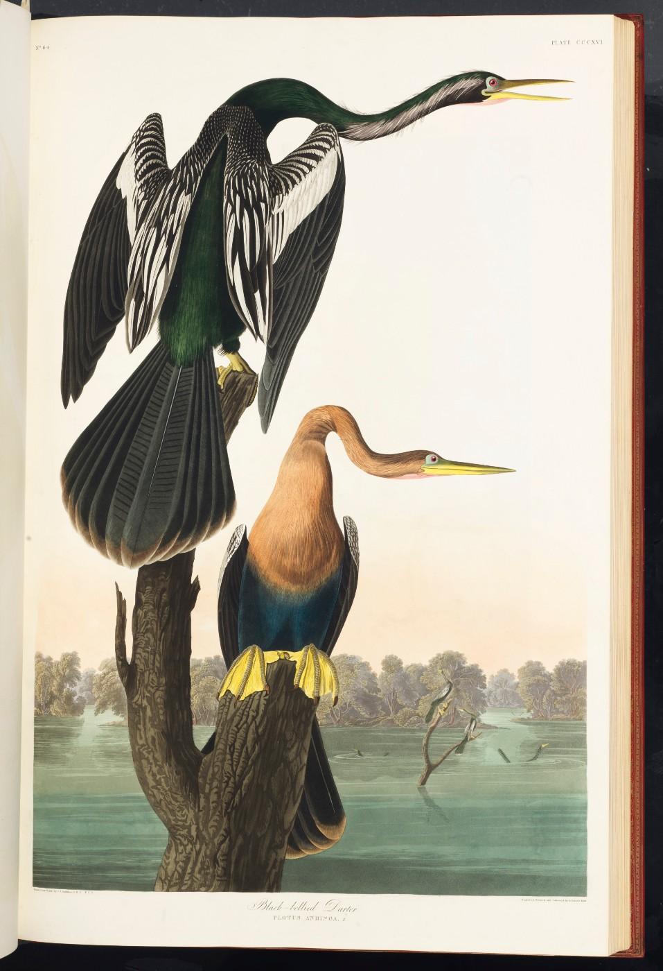 The Black-Bellied Darter, from John James Audubon's (1785-1851), "The Birds of America"