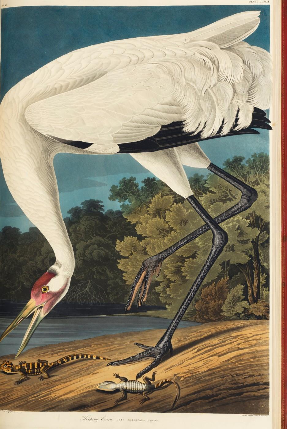 The Hooping Crane, from John James Audubon's "The Birds of America"
