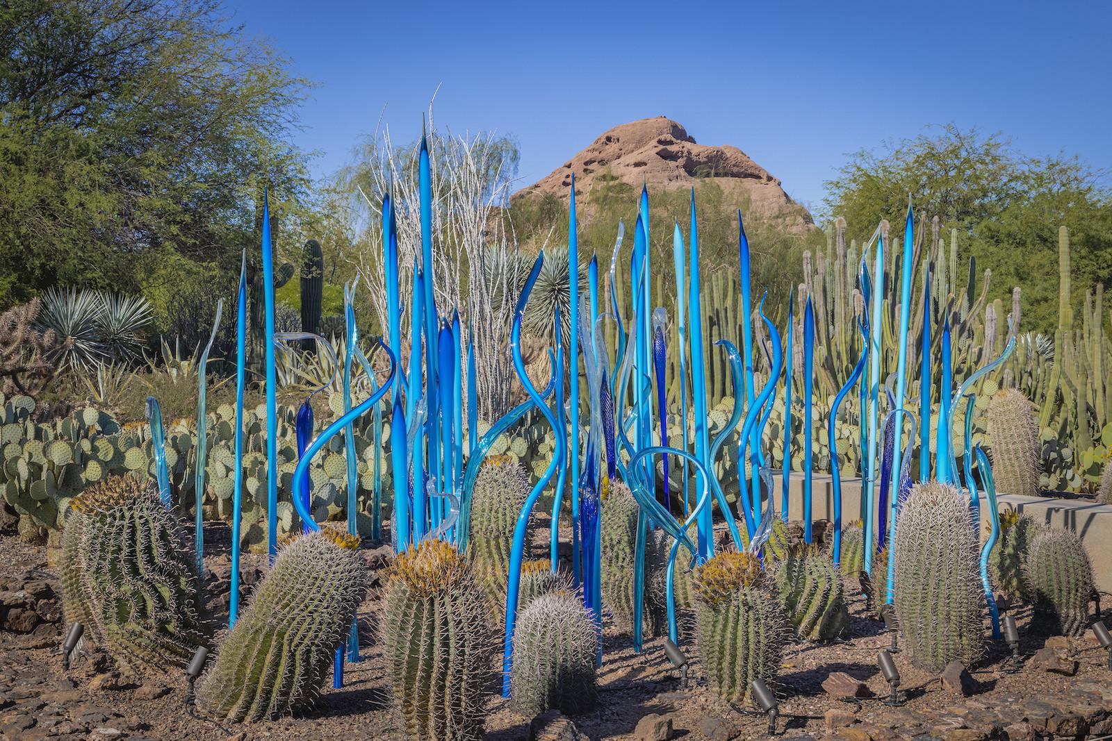 Dale Chihuly, Blue Birch Reeds and Scorpion Tails, 2021, 9 x 16 x 14½', Desert Botanical Garden, Phoenix, Photo by Nathaniel Willson.
