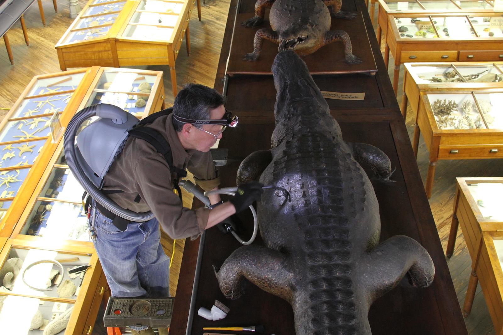 Site and collections manager Don Azuma cleaning large specimens. courtesy of the Wagner Free Institute of Science 