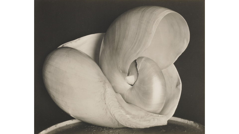 Edward Weston, Shells 6S, 1927