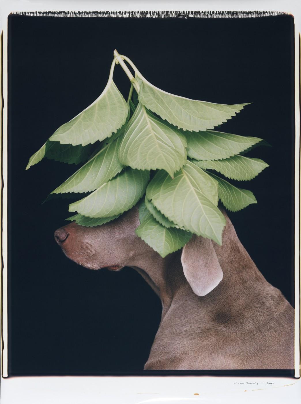 William Wegman, Green Up, 2001. Color Polaroid, 24 x 20 in. 