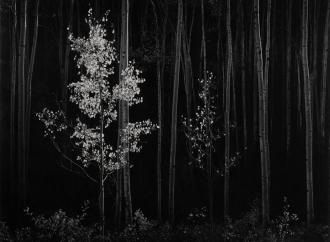 ANSEL ADAMS (AMERICAN, 1902-1984), 'Aspens, Northern New Mexico' (Horizontal), 1958, Gelatin silver mural print, 40 x 52 in. (101.6 x 132.1 cm.) Estimate: $150,000-$350,000 USD
