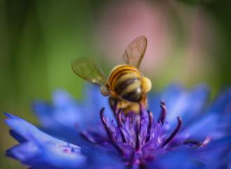 Diane Allison, Blue flower with bee. 