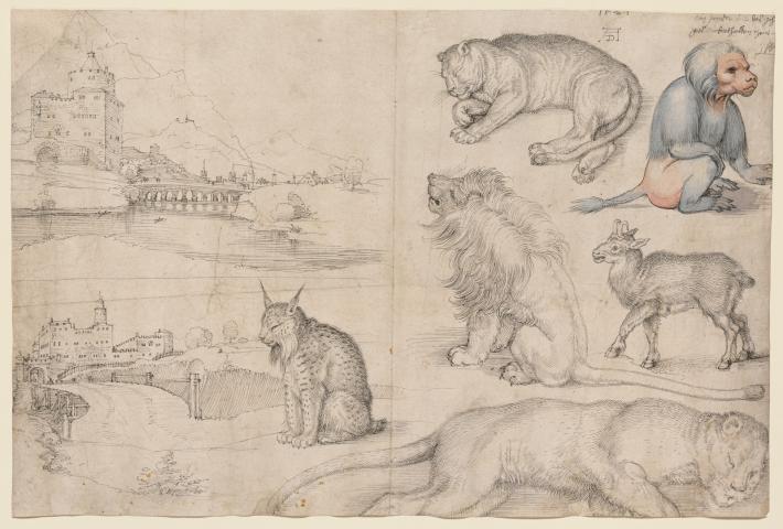 Albrecht Dürer, Sketches of Animals and Landscapes, 1521, Pen and black ink, and blue, gray, and rose wash on paper. 10 7/16 x 15 5/8 in. (26.5 x 39.7 cm). The Clark Art Institute.