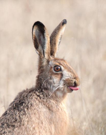 rabbit or hare with tongue sticking out