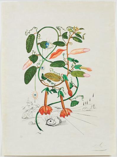 Dalí, Pisum sensuale (Cobea), from the FlorDalí series. 1968. Photolithograph and engraving.
