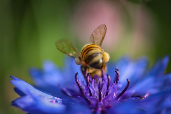 Diane Allison, Blue flower with bee. © Diane Allison, 2021.