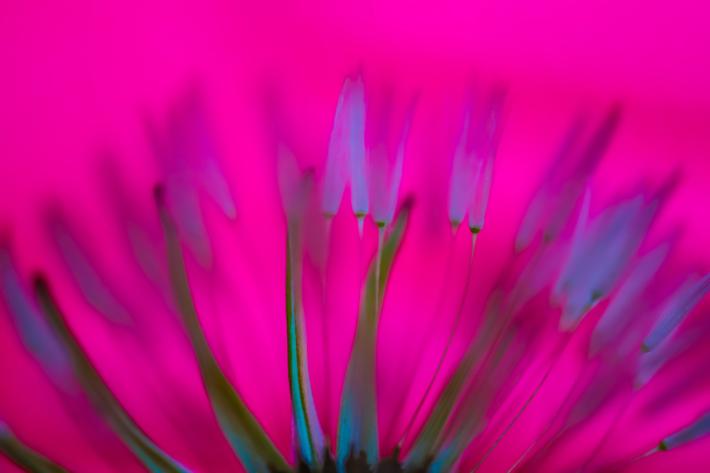 Diane Allison, Dandelion seed with pink background.