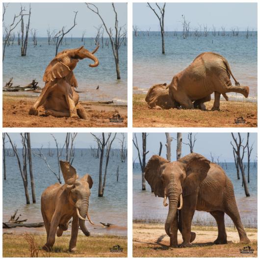 The Joy of a Mud Bath Amazing Internet Portfolio Award Vicki Jauron, Elephant, Lake Kariba, Zimbabwe.
