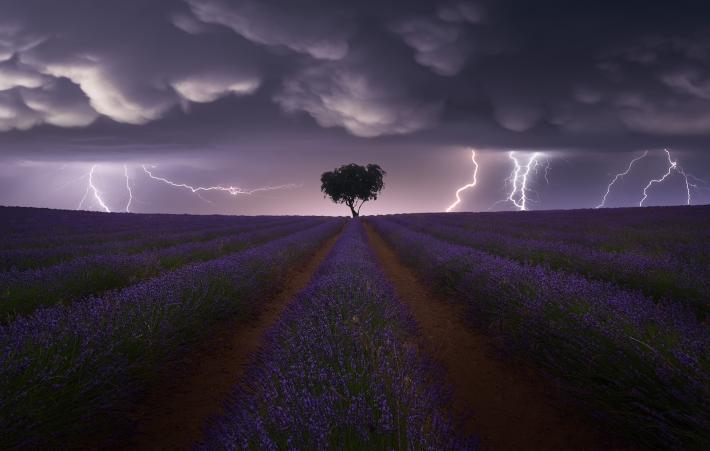 "Electric storm above a solitary tree in the lavender fields of Brihuega, Guadalajara, Spain."