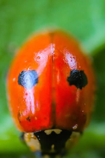 Ladybug, © Diane Allison, 2021.