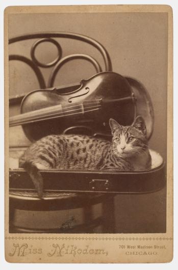 antique photograph of a tabby cat on a chair in a violin case