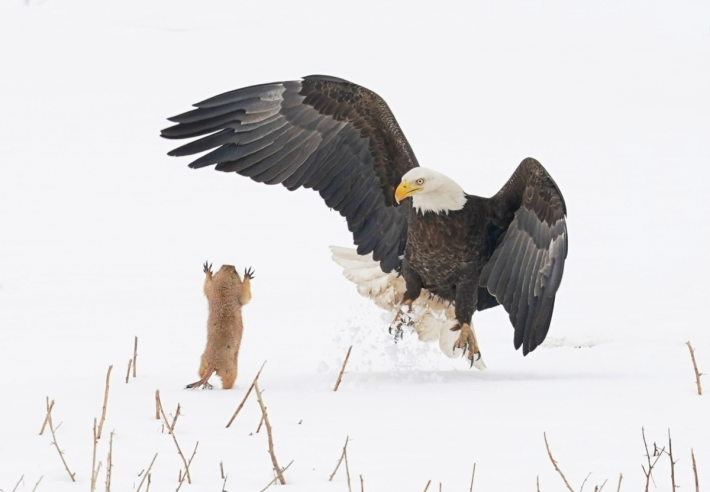 Ninja Prairie Dog! Alex Walker's Serian Creatures on the Land Award Arthur Trevino, Prairie Dog and Bald Eagle.