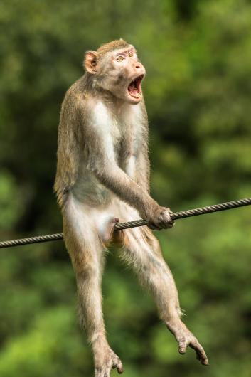 A monkey straddling a wire.