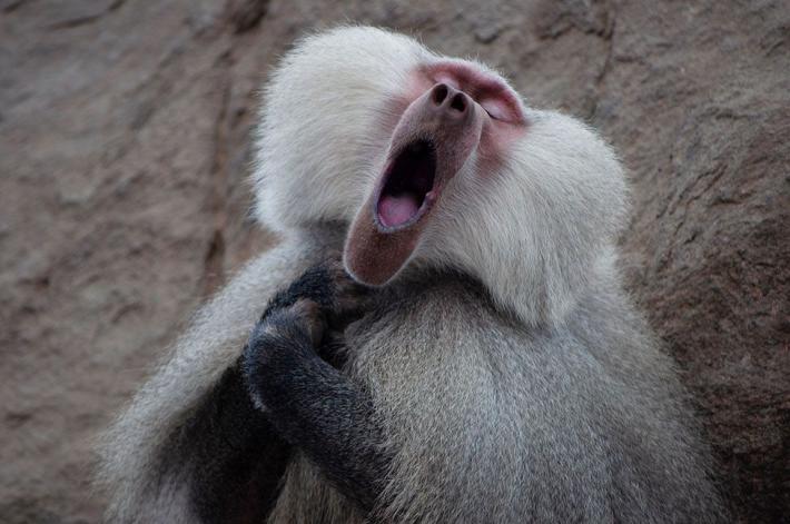 The baboon who feels like a tenor  Finalist Clemence Guinard, Hamadryas Baboon, Saudi Arabia.