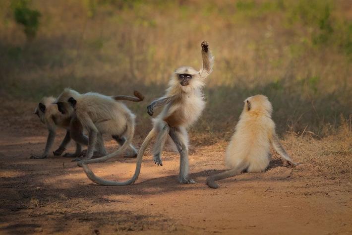 Dancing away to glory Finalist Sarosh Lodhi, Langurs, Tadoba Andhari Tiger Reserve, India.