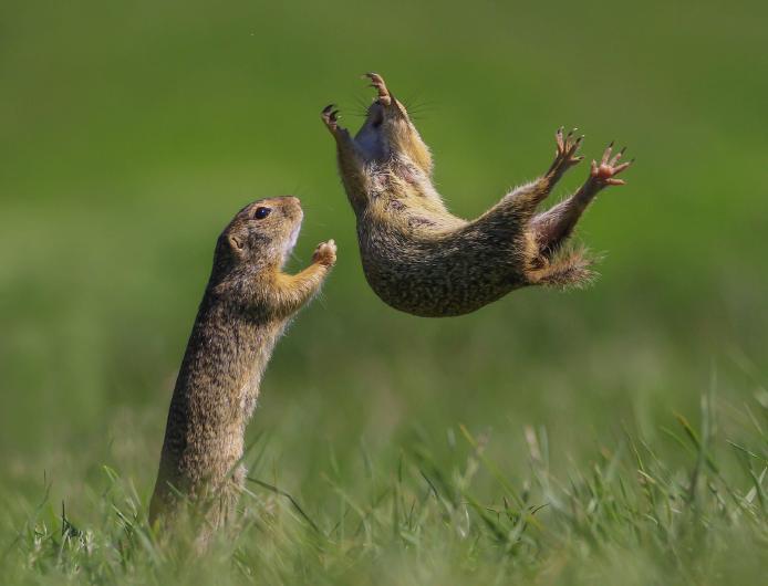 I got you Highly Commended Winner Roland Kranitz, Gophers.
