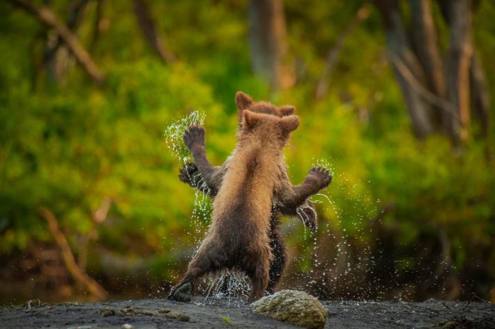 Let's dance Highly Commended Winner Andy Parkinson, Kamchatka Bear Cubs, Kamchatka Peninsula, Russia.