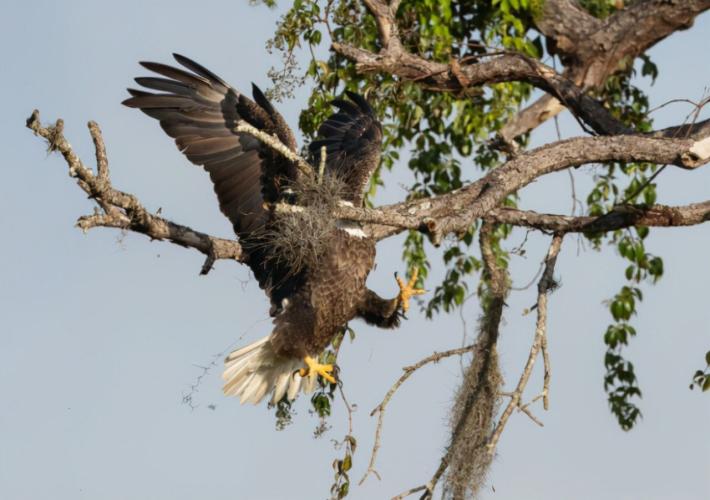 Majestic and Graceful Bald Eagle Highly Commended Winner David Eppley, Bald Eagle.