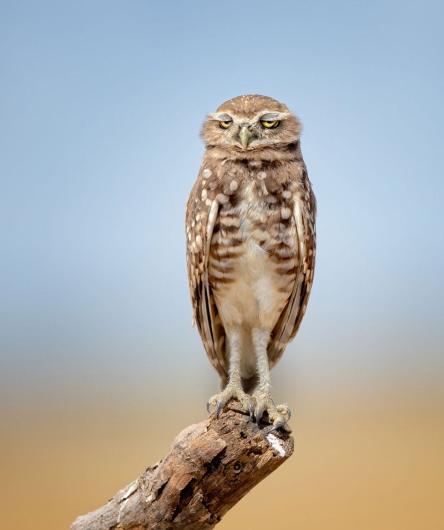 Shush! I'm so hungover it hurts Finalist Anita Ross, Burrowing Owl, San Bernardino County, California, USA.